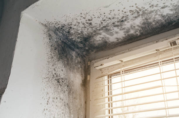 Affordable Mold Inspection And Testing solutions in Dimondale, MI